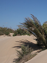 guardamar del segura